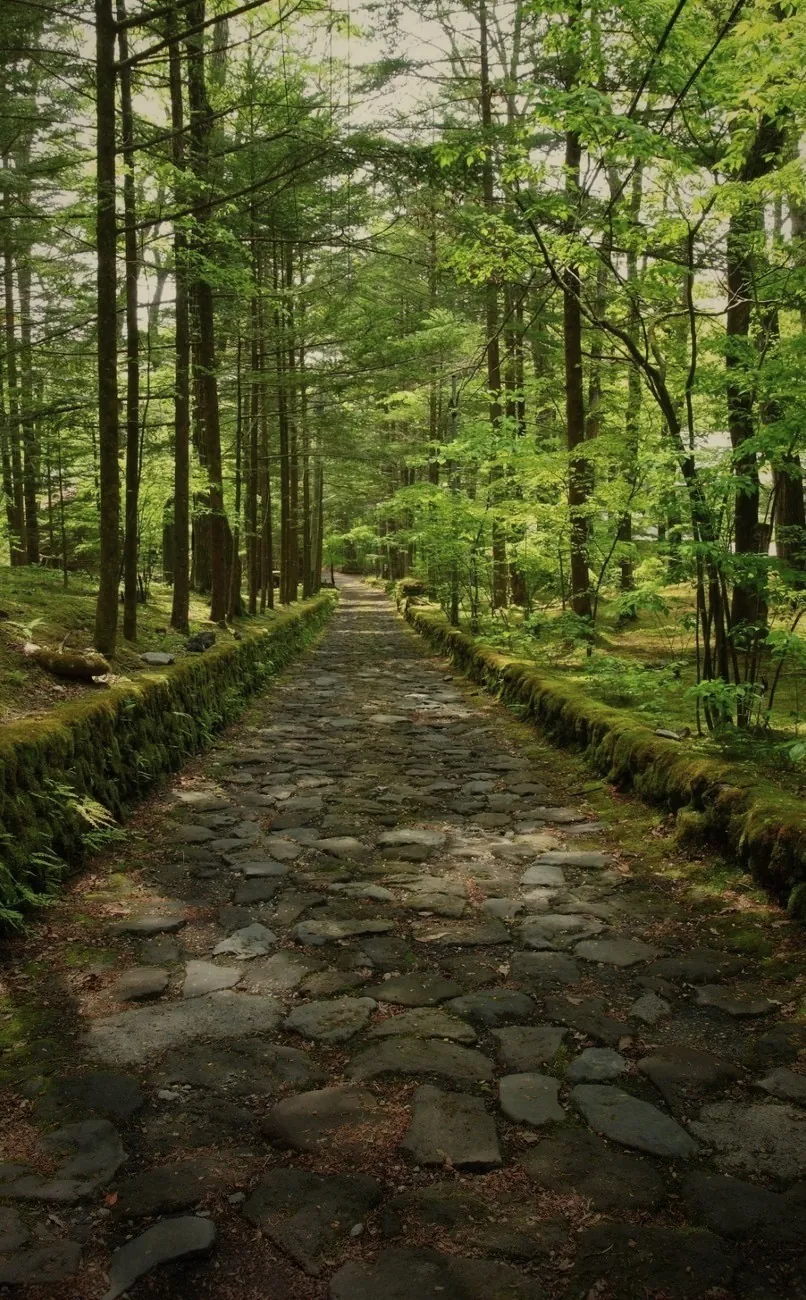 苔に覆われた石畳の小道と新緑の森