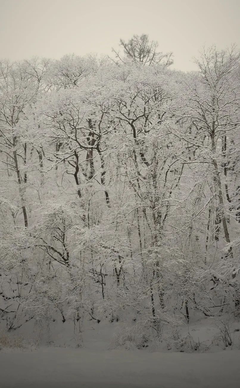 雪をかぶった冬の森